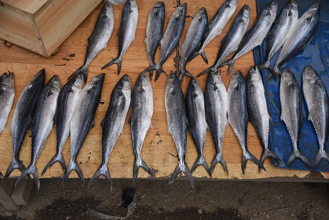 出口印度尼西亚水产品要求尺度及报关所需资料